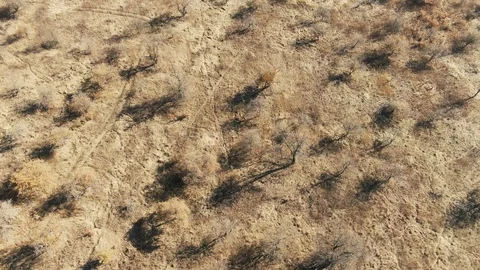 Burnt plot of forest. ecology. Stock Footage 118202286