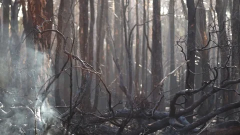 Burnt Rainforest - no audio Stock Footage 121020704