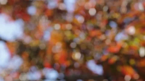 Burnt Red Fall Leaves on Tree Blowing in the Wind Stock Footage 8949345