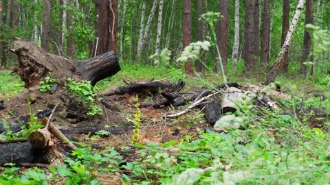 Burnt remains of trees in the forest. Charred branches and the root of the tree. Vídeo Stock 280168882
