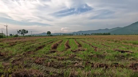 Burnt rice field Stock Footage 293068279