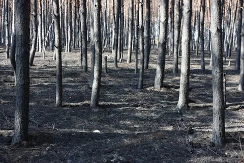 Burnt Scots pine forest in the spring Fotos de archivo