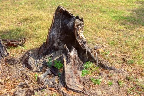Burnt stump Stock Photos