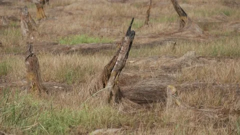 Burnt stumps of trees, effect of peatlands bushfire Stock Footage 158407909