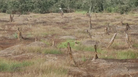 Burnt stumps of trees, peatlands bushfire aftermath Stock Footage 158407807
