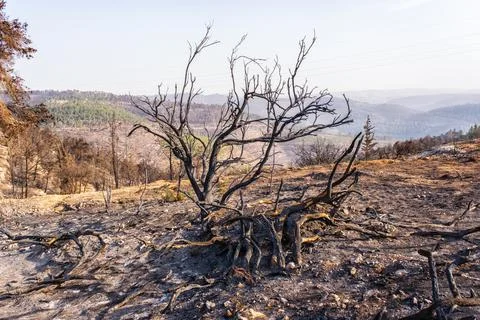 Burnt tree after forest fire near Jerusalem, Israel Stock Photos