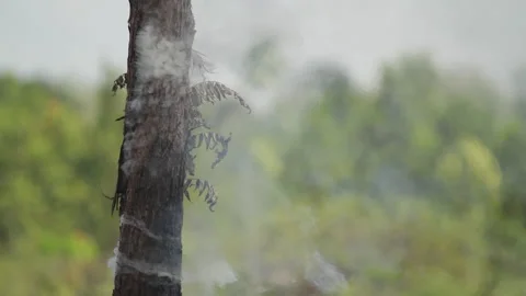 Burnt Tree After Land Clearing With Fire, Indonesia Stock Footage 142776083