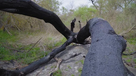 A burnt tree after a lightning strike. Consequences of a forest fire, Russia. 库存影片 128751552