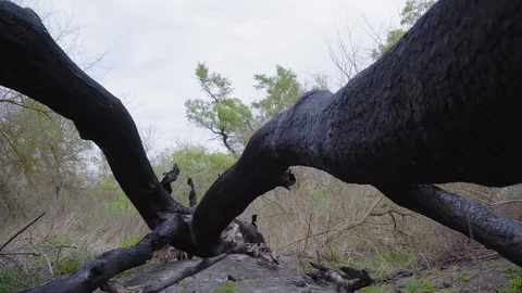 A burnt tree after a lightning strike. Consequences of a forest fire, Russia. 库存影片 128751554