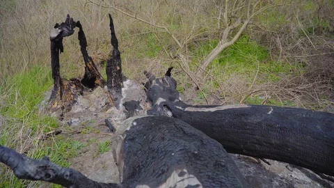 A burnt tree after a lightning strike. Consequences of a forest fire, Russia. 库存影片 128751593