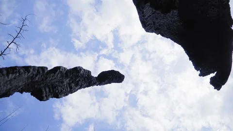 A burnt tree after a lightning strike. Consequences of a forest fire. 库存影片 128751637
