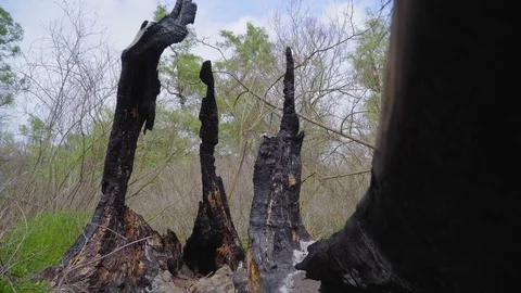 A burnt tree after a lightning strike. Consequences of a forest fire. 库存影片 128751640