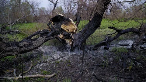 A burnt tree after a lightning strike. Consequences of a forest fire. Vidéo 128751681