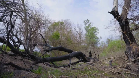 A burnt tree after a lightning strike. Consequences of a forest fire. 库存影片 128751690