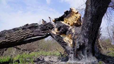 A burnt tree after a lightning strike. Consequences of a forest fire, Russia Stock Footage 128751746