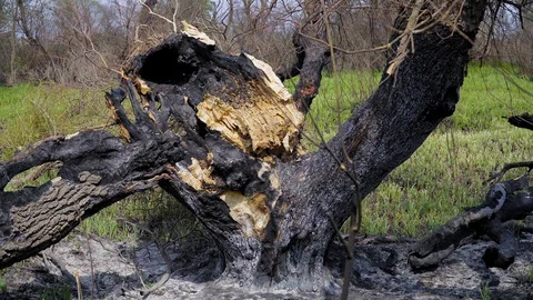 A burnt tree after a lightning strike. Consequences of a forest fire, Russia 库存影片 128751749