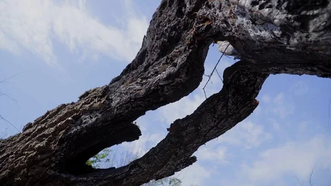 A burnt tree after a lightning strike. Consequences of a forest fire, Russia 库存影片 128751810