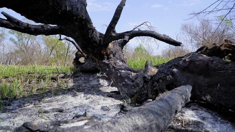A burnt tree after a lightning strike. Consequences of a forest fire, Russia 库存影片 128751814