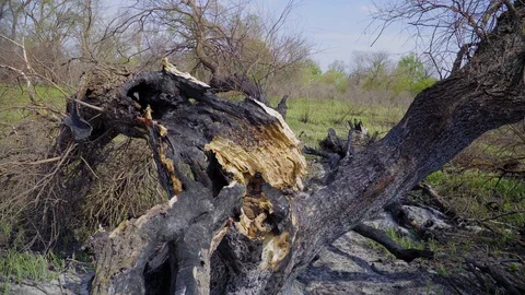 A burnt tree after a lightning strike. Consequences of a forest fire, Russia 库存影片 128751864