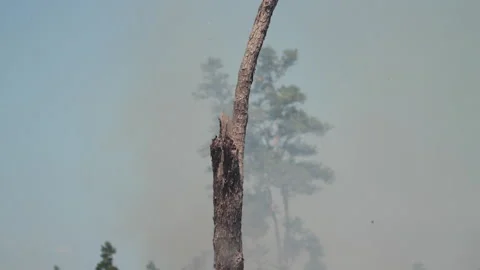 Burnt Tree amid Land Clearing with Fire, Indonesia Stock Footage 142774985