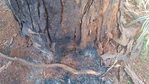 Burnt tree bark showing charred textures after a natural forest fire Stock Photos
