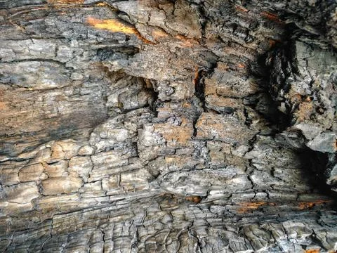 Burnt tree bark texture background with charred wood and cracked patterns. Stock Photos
