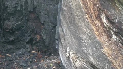 Burnt Tree Bark Texture — Close‑Up Tilt Shot Stock Footage 345695221
