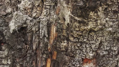 Burnt tree bark texture, slow tilt (slide) down Stock Footage 74835527