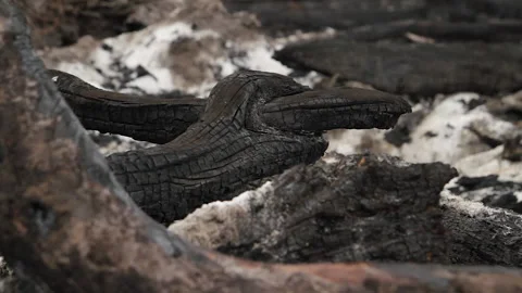 Burnt Tree Branch after Wildfire, Indonesia Stock Footage 142776814