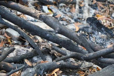 Burnt tree branches and charred wood lying on ashes outdoors. Stock-Fotos