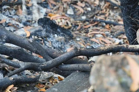 Burnt tree branches and charred wood lying on ashes outdoors. Stock Photos