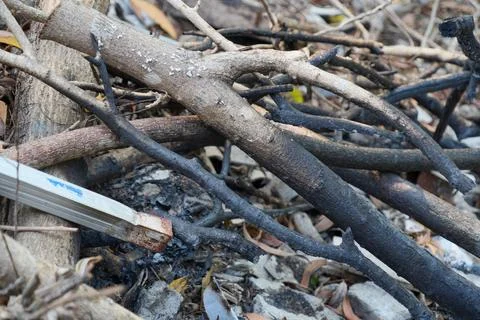 Burnt tree branches and charred wood lying on ashes outdoors. 스톡 사진