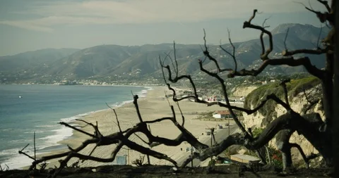 Burnt tree branches with beautiful ocean behind - 2018 Видео 98953347
