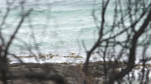 Burnt tree from bush fire on Great Ocean Road Australia. Wye River. Video stock 61044489