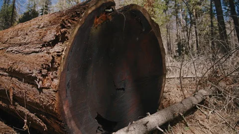Burnt Tree Cross Section After Wildfire Sequoia National Park Video stock 314894122
