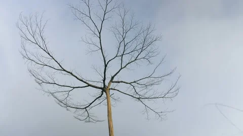 A burnt tree, dead and dry with its branches in the sky of Ivory Coast Stock Footage 237962526