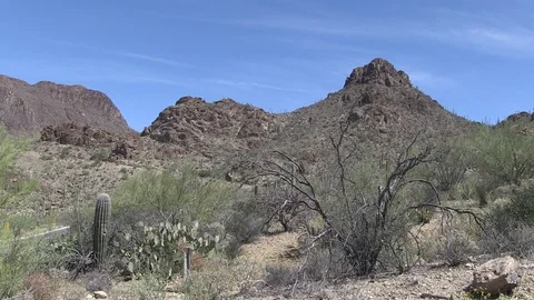 Burnt tree desert Arizona Stock Footage 87716977
