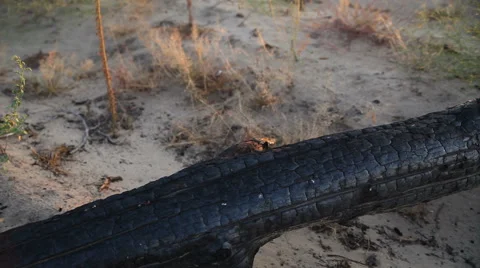 Burnt tree in the desert at sunset 스톡 동영상 67513649