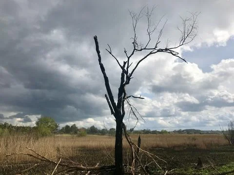 Burnt Tree in Field under Dramatic Sky Stock Photos