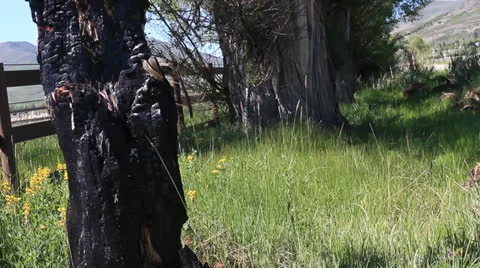 Burnt tree Video stock 24600041