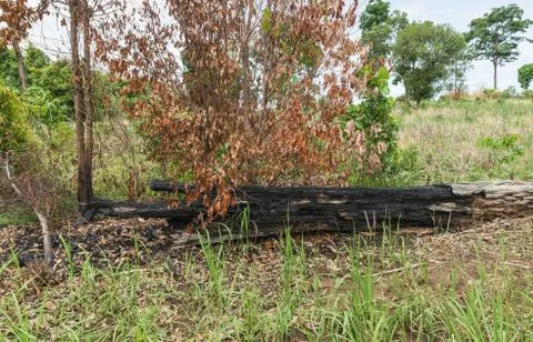 The burnt tree in the forest after wildfire Stock Photos