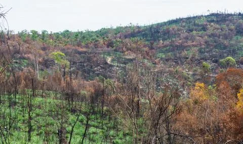 The burnt tree in the forest after wildfire Stock Photos