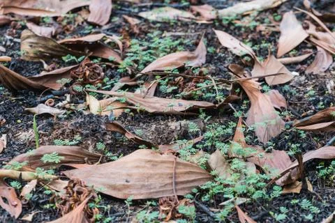 The burnt tree in the forest after wildfire Foto stock