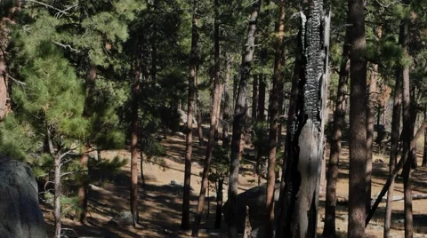 Burnt tree in forest Stock Footage 48483199