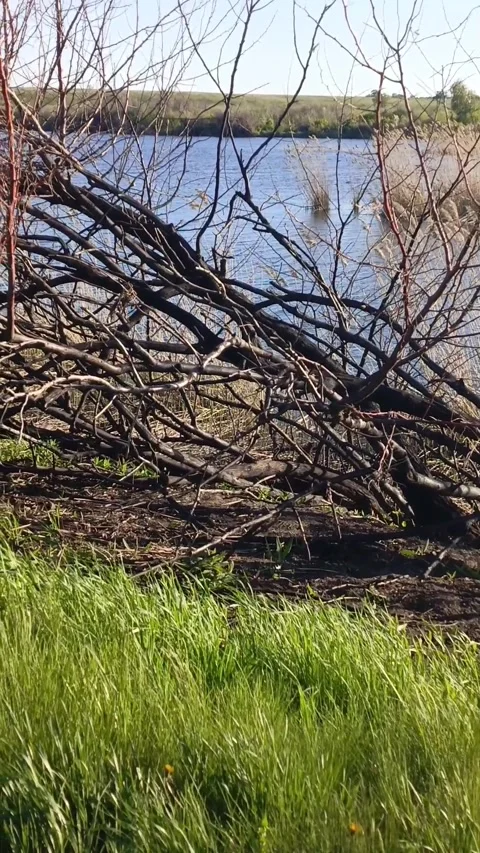 A burnt tree in the grass near the river. Consequences of a forest fire Stock Footage 336183162