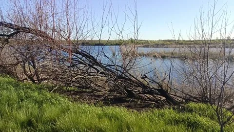 A burnt tree in the grass near the river. Consequences of a forest fire Stock Footage 336183198
