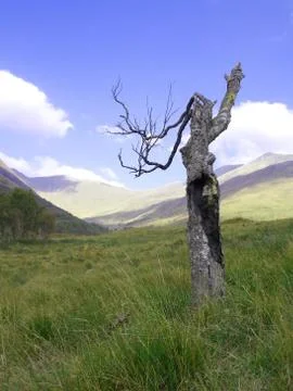Burnt tree on a hill Stock Photos