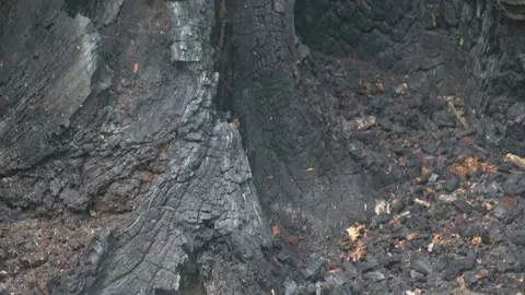 Burnt Tree Interior and Outer Bark — Medium Tilt Shot Stock Footage 345700147