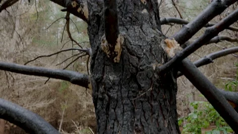 Burnt Tree, Lightning Strike, Bottle Lake Forest, New Zealand, Fire, Pines Beac  Video stock 146199332