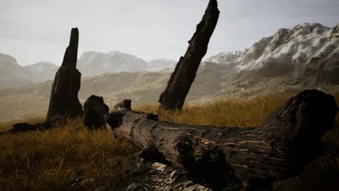 Burnt tree logs after forest fire Illustrazione stock